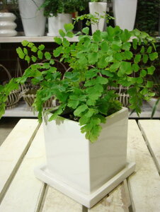 観葉植物 お風呂の人気商品 通販 価格比較 価格 Com