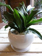 万年青（オモト）有田♪和風の和み♪テーブルサイズ（S-サイズ）インテリア陶器鉢植え 受け皿付き 弊社植…