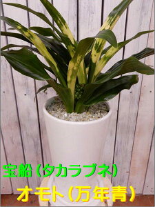 観葉植物 万年青 観葉植物の人気商品 通販 価格比較 価格 Com
