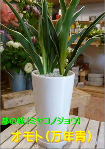 NiIgjsa̘a݁zCgCeA픫 󂯎MtX^CbVȊϗtA^JAz̕Kîjɂ{yzyyMt