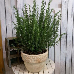 ハーブ 鉢植え 生花の人気商品 通販 価格比較 価格 Com