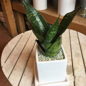観葉植物 サンスベリア 陶器の人気商品 通販 価格比較 価格 Com