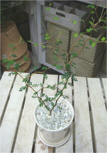 \tH vXg[^EgxCr[ꏊ炸ł傱ƒu􂨏jEv[giiɂ􃂃_AWAeCXgX^CbVȊϗtA۔yyMt_