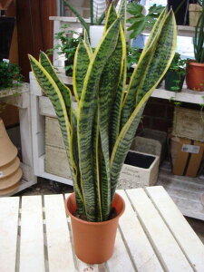 TXxAig̔j@4@̎ԂɐAւĎdグĉAWA`bN⃂_EgsJ̃CeA񂹐AȂǂɂ