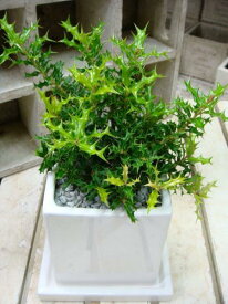 姫ヒイラギ（柊）ホワイトインテリア陶器鉢 受け皿付き場所取らずでちょこっと置くだけ♪お正月や年末年始、プレゼントや景品にも♪ミニサイズ♪魔除けの効果があると言われてます