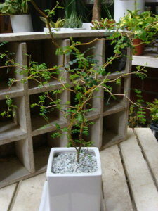 観葉植物 小さい 葉の人気商品 通販 価格比較 価格 Com