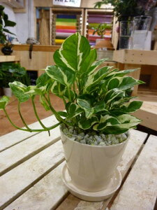 |gX GWC zCgCeA픫 󂯎Mt ۔^CvX^CbVȊϗtAꏊ炸ł傱ƒuav[giiɂ􃂃_AWAeC