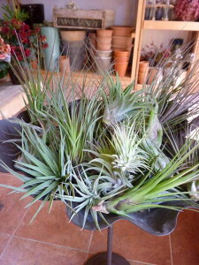 GA[vc ܂3ރ~bNX􍡂Ȃ炨܂ł1iv4jZbgCeAO[Ɂ`WA `hVA GAvc