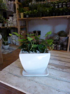 n[g`̗tρn[gACr[wf@T[NX^CbVȊϗtAzCgCeA픫ꏊ炸ł傱ƒuav[gɂyyMt_z