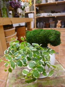 アニマルトピアリーモス♪動物シリーズ♪ヒツジくん(羊)♪Sサイズ斑入りフィカスプミラを植え付けています♪陶器鉢植え・受け皿付き 場所取らずでちょこっと置くだけ♪誕生日やお祝