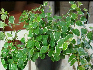 観葉植物 プミラの人気商品 通販 価格比較 価格 Com