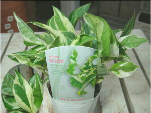 ポトス 寄せ植えの人気商品 通販 価格比較 価格 Com ポトス 寄せ植えの人気商品 通販 価格比較 価格 Com