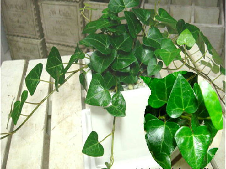 楽天市場 ハート形の葉っぱ ハートアイビー ヘデラ サーク インテリア陶器鉢植え 受け皿付き誕生日やお祝い プレゼントや景品にも ミニ観葉植物サイズ モダン風アジアンテイスト One Sオリジナル作成 植え替え済みで高級感 癒し空間 One S Garden Plants 楽天市場 ハート形の葉っぱ ハートアイビー ヘデラ サーク インテリア陶器鉢植え 受け皿付き誕生日やお祝い プレゼントや景品にも ミニ観葉植物サイズ モダン風アジアンテイスト One Sオリジナル作成 植え替え済みで高級感 癒し空間 One S Garden Plants