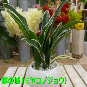 観葉植物 万年青の人気商品 通販 価格比較 価格 Com