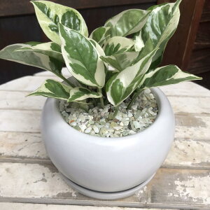 |gX GWC zCgCeA픫 󂯎MtX^CbVȊϗtAꏊ炸ł傱ƒuav[giiɂ􃂃_AWAeCXgyy