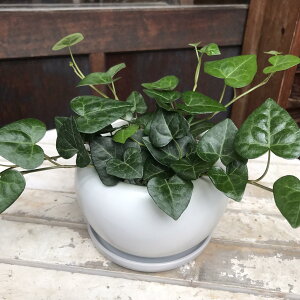 n[g`̗tρn[gACr[wfET[N zCgCeA픫 󂯎MtX^CbVȊϗtAꏊ炸ł傱ƒuaAJXjAVzj₨