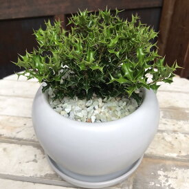 姫ヒイラギ（柊）インテリア陶器鉢植え 受け皿付き場所取らずでちょこっと置くだけ♪お正月や年末年始、プレゼントや景品にも♪ミニサイズ♪【楽ギフ_包装】【楽ギフ_メッセ入力】