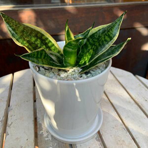 TXxA S[fnj[ CeA픫A 󂯎Mt ۔^Cv}CiXCIʁꏊ炸ł傱ƒuX^CbVȊϗtAv[giiɂ