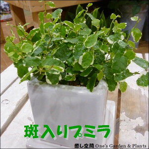 tBJXv~ zCgCeA픫 󂯎MtǗyAꏊ炸ł傱ƒu~jϗtATCYa₨jEiiwOne'sIWi쐬 A