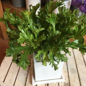 楽天市場 アビス 観葉植物の通販