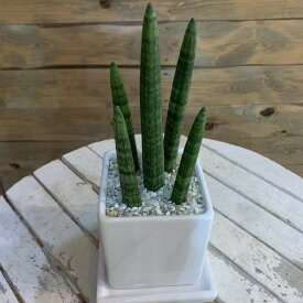 サンスベリア スタッキー ホワイトインテリア陶器鉢植え 受け皿付きミニ観葉植物 楽ギフ 包装 楽ギフ_メッセ入力 円筒形のスマートな植物。オフィスや、勉強部屋に緑をおいて、リラックス効果があるかも♪花言葉は「永久・不滅」新築祝いにも♪