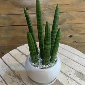 サンスベリア　スタッキー　ホワイトインテリア陶器鉢植え 受け皿付き　マットタイプミニ観葉植物 楽ギフ 包装 楽ギフ_メッセ入力 円筒形のスマートな植物。オフィスや、勉強部屋に緑をおいて、リラックス効果があるかも♪