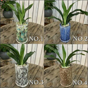 ттŉTCY̖NiIgjLc@SSSTCY AeB[NCeA픫 󂯎MtX^CbVȊϗtA􂨐NNnAJƏjAVzjAj