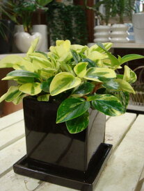 楽天市場 結婚記念日 植物の種類ペペロミア 花 観葉植物 花 ガーデン Diy の通販 楽天市場 結婚記念日 植物の種類ペペロミア 花 観葉植物 花 ガーデン Diy の通販