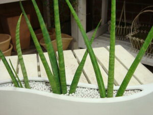 サンスベリア ハイドロカルチャー 観葉植物の人気商品 通販 価格比較 価格 Com