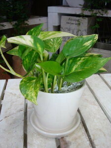 |gX zCgCeA픫 󂯎Mt ۔^CvX^CbVȊϗtAꏊ炸ł傱ƒu1a₨jEv[giiɂ􃂃_AWAeC