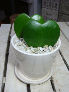 uun[gin[gzj􃉃u[X^CbVȊϗtAꏊ炸ł傱ƒuv[giiɂ􃂃_AWAeCXg۔yyMt_zyyM