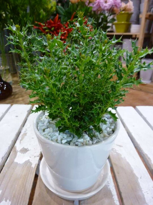 楽天市場 姫ヒイラギ 柊 インテリア陶器鉢植え 受け皿付き 丸鉢タイプ場所取らずでちょこっと置くだけ プレゼントや景品にも ミニサイズ 楽ギフ 包装 楽ギフ メッセ入力 癒し空間 One S Garden Plants