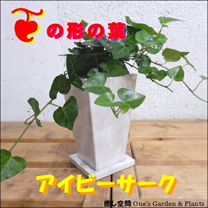 アイビー ハート 観葉植物の人気商品 通販 価格比較 価格 Com アイビー ハート 観葉植物の人気商品 通販 価格比較 価格 Com