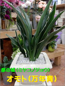 NiIgjsis̏jlpzCgCeA픫A 󂯎MtX^CbVȊϗtA􂨏jɁa̘a݁z̓IgŏɁyyMt_zyy