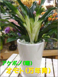 観葉植物 万年青の人気商品 通販 価格比較 価格 Com