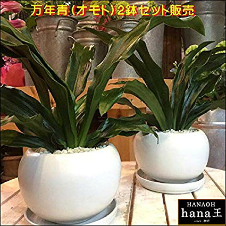 楽天市場 万年青 オモト 有田 ２鉢セットのお買い得販売 和風の和み テーブルサイズ S サイズ インテリア陶器鉢植え 受け皿付き 弊社植え替え 済みお祝い事に 引越し祝い 新築祝いなどに 引っ越しはオモトを最初に 日本文化を 楽ギフ メッセ入力 送料無料