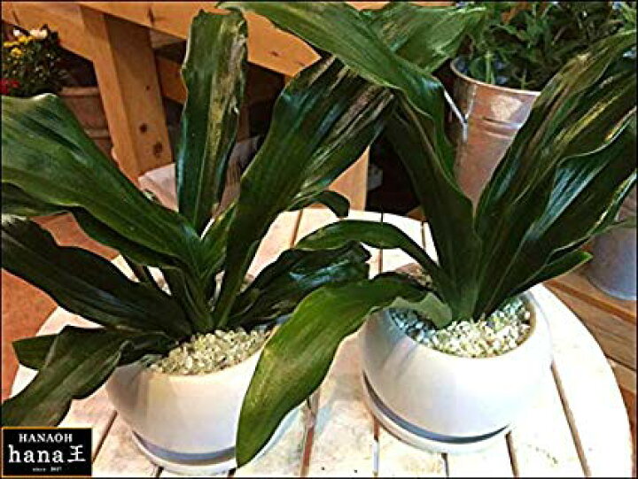 楽天市場 万年青 オモト 有田 ２鉢セットのお買い得販売 和風の和み テーブルサイズ S サイズ インテリア陶器鉢植え 受け皿付き 弊社植え替え済みお祝い事に 引越し祝い 新築祝いなどに 引っ越しはオモトを最初に 日本文化を 楽ギフ メッセ入力 送料無料