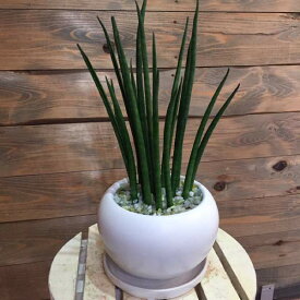 楽天市場 サンスベリア ミカドの通販