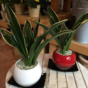 観葉植物 万年青の人気商品 通販 価格比較 価格 Com
