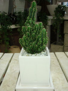 ZEXdgzT{eiZEXxBAkX j~jϗtATCYCeA픫 󂯎Mt_AWAeCXgt[Mtg a₨jAJXj a