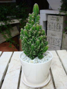 ZEXdgzT{eꏊ炸ł傱ƒua₨jEv[giiɂX^CbVȊϗtA􃂃_AWAeCXg۔