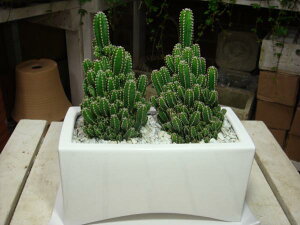 ZEXdgzT{e×2X^CbVȊϗtA3F̃OIׂcCʂŃ_uʏꏊ炸ł傱ƒuv[giiɂ􃂃_AWA