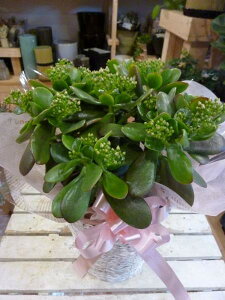 yẑȂ ԕtiԌ jԂa܂􉏋N̗ǂAVvكJS^CvyyMt_zyyMt_bŹz ΂Ƀv