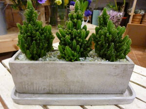 lC̃ZEXdgzT{e3̊񂹐AX^CbVȊϗtAꏊ炸ł傱ƒuZgŎdグ􉡒^CvŎ󂯎MtyzyZ