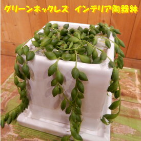 楽天市場 グリーンネックレス 種類 植物 サボテン 観葉植物 花 観葉植物 花 ガーデン Diyの通販