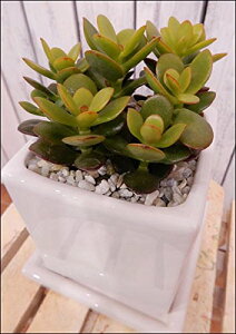 ̂Ȃ؁@PԌ@ijCeA픫 󂯎Mt IVdグA T{eaAJXjAVzjv[gȂǂɂ