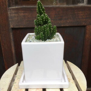 観葉植物 セレウスの人気商品 通販 価格比較 価格 Com