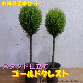 楽天市場 ゴールドクレスト 植木 ガーデニング 農業 花 ガーデン Diyの通販