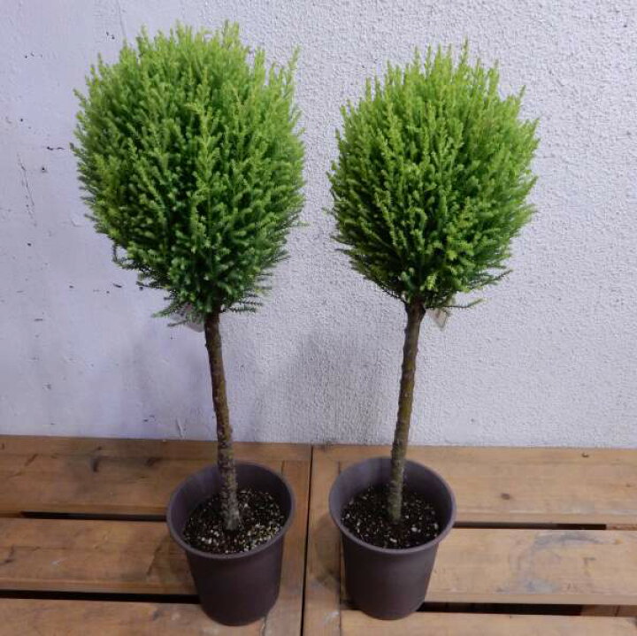 楽天市場 ゴールドクレスト コニファー ウィルマ トピアリースタンド仕立て ４号鉢植え お得な２本セット価格ご自宅の余ってる鉢に植え て下さい 生産数限定の手の込んだ仕上がり 自分流のガーデニングに仕上げて下さい 植え替え 寄せ植えに クリスマス寄せ植えに