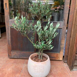 観葉植物 オリーブの木の人気商品 通販 価格比較 価格 Com